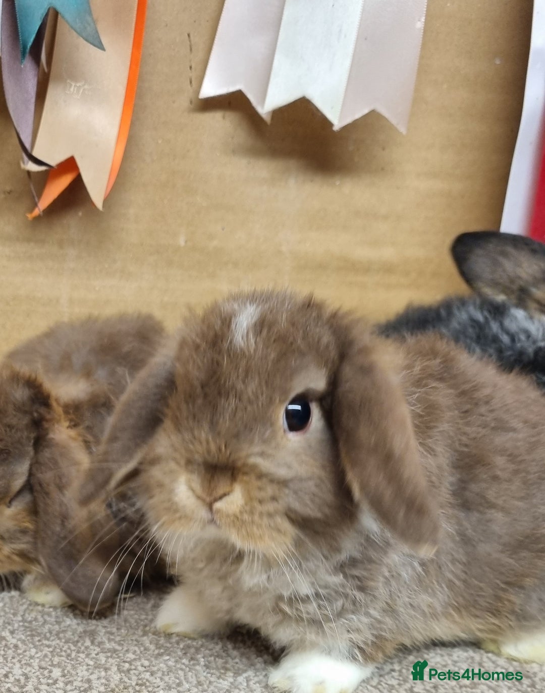 Mini Lop rabbits for sale: Gorgeous mini lop babies - Advert 2