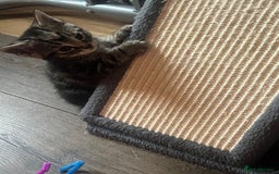 Mixed Breed cats for sale: 6 playful kittens - Image 9