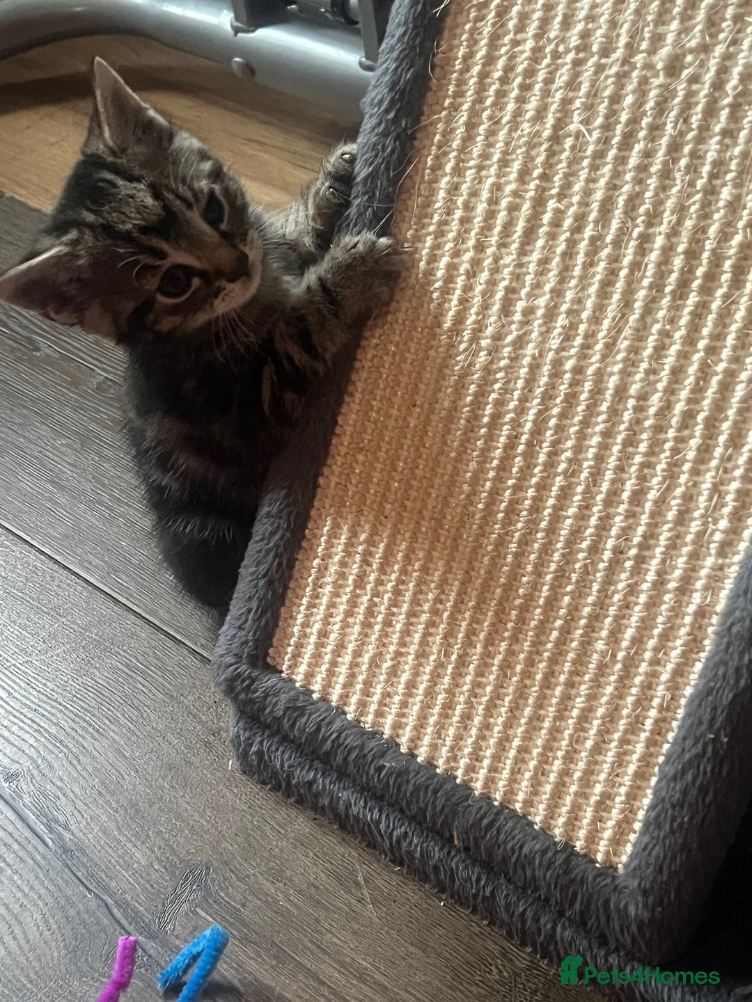 Mixed Breed cats for sale: 6 playful kittens - Image 9