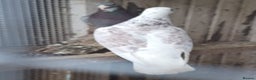 Pigeons birds for sale: Racing Pigeons for sale - Advert 7