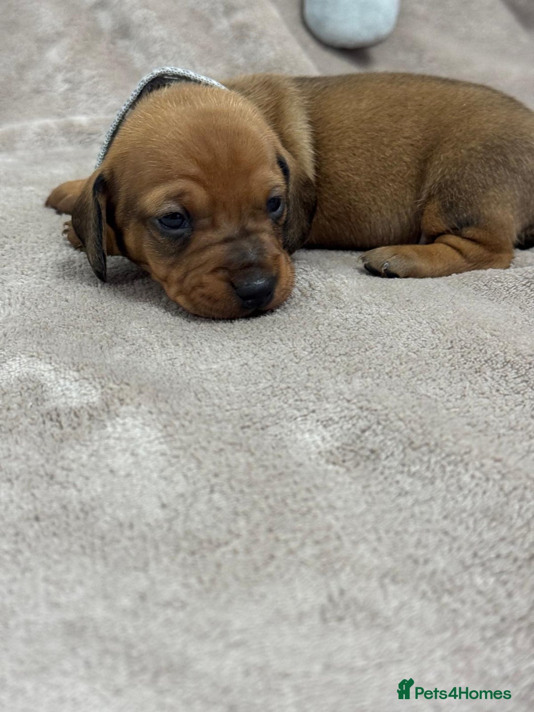 Miniature Dachshund dogs for sale: Beautiful miniature dachshund litter - Advert 10