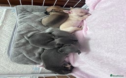 Chihuahua dogs for sale: Adorable apple head short coat chihuahua puppies.  - Image 5