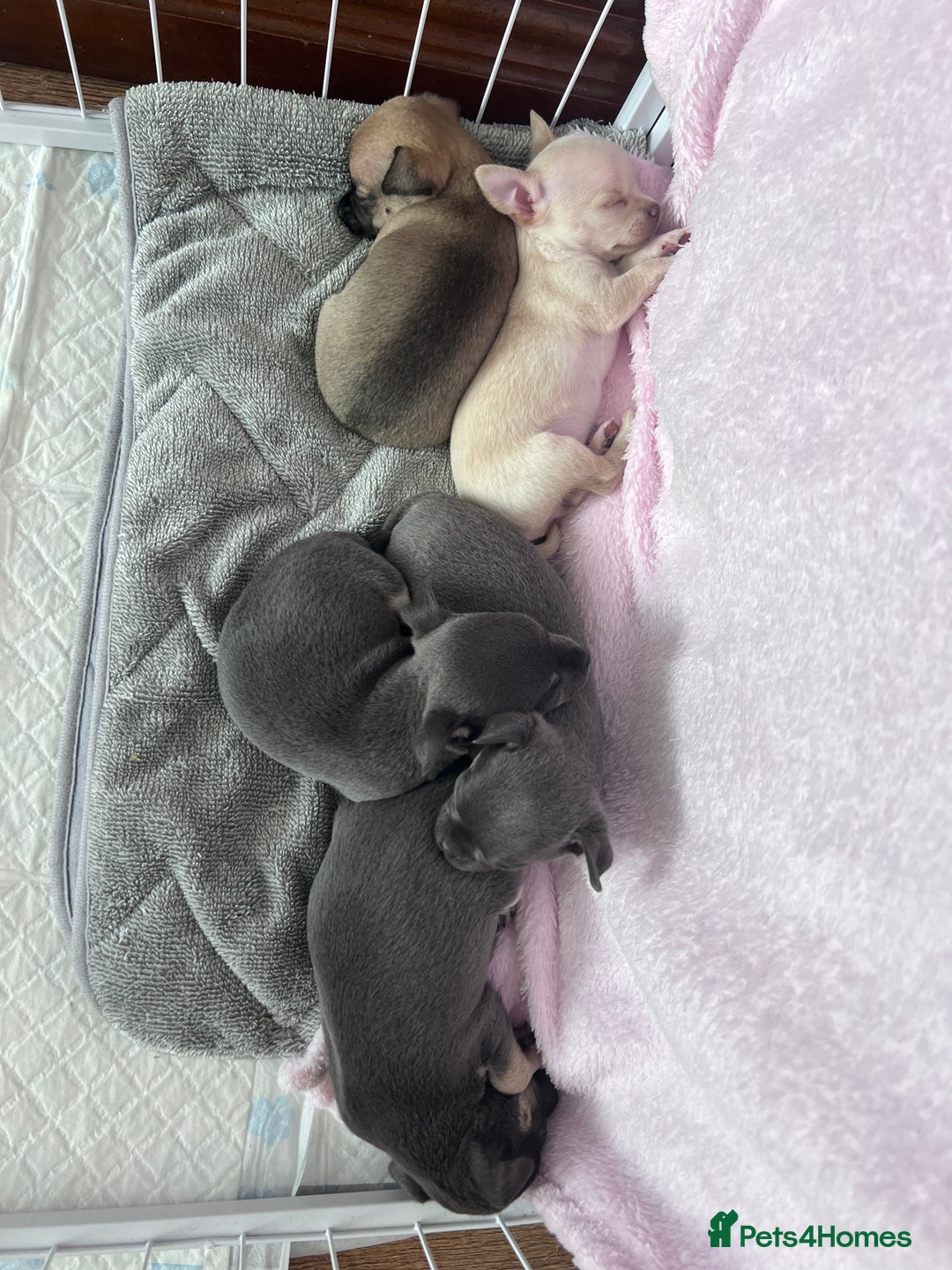 Chihuahua dogs for sale: Adorable apple head short coat chihuahua puppies.  - Image 5