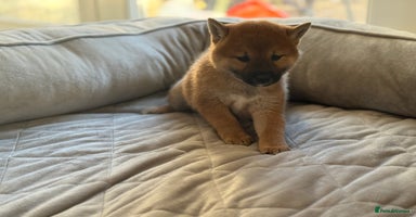 Japanese Shiba Inu dogs Adorable Japanese Shiba Inu Puppy Little Sunshine  - Advert 9