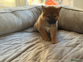 Japanese Shiba Inu dogs Adorable Japanese Shiba Inu Puppy Little Sunshine - Advert 2