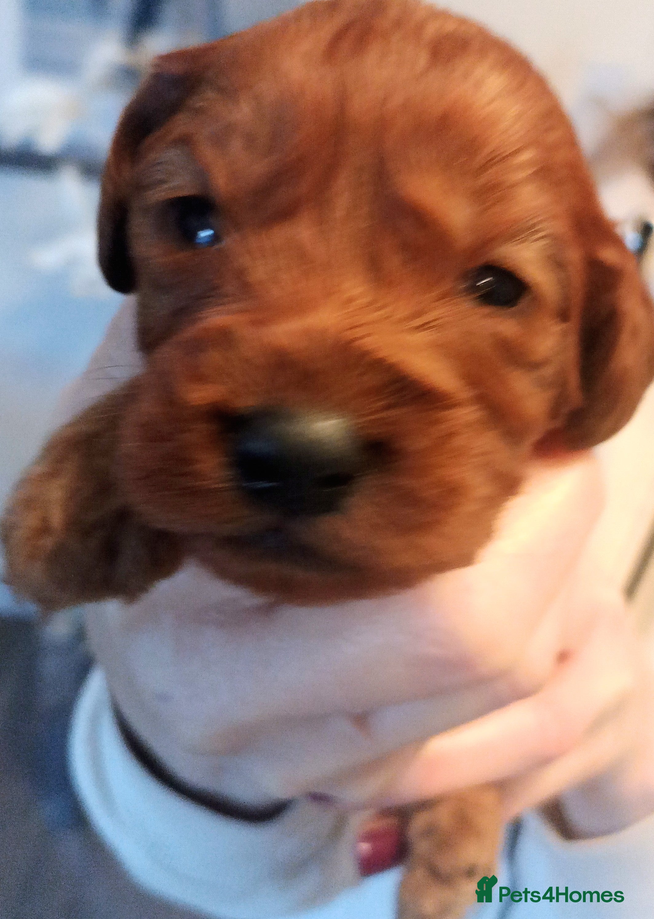Cavapoo dogs Cavapoo puppies f1 last girl ❤️!!!!. - Advert 12