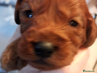 Cavapoo dogs Cavapoo puppies f1 last girl ❤️!!!!. - Advert 12