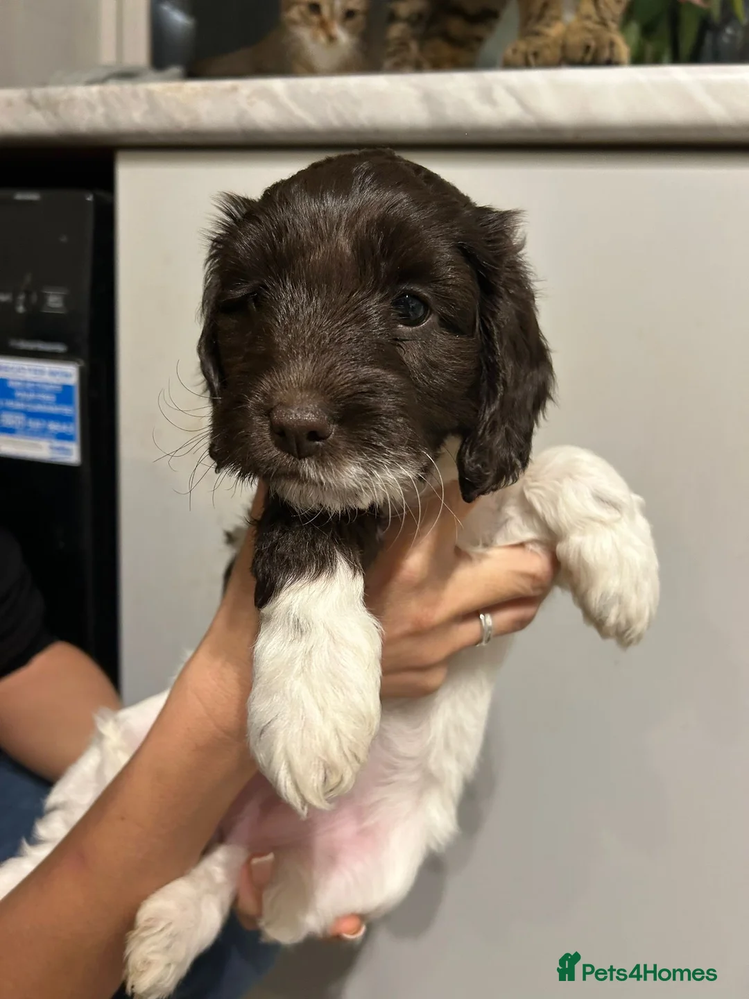 Mixed Breed dogs for sale: Cocker spaniel x jackapoo puppies  - Advert 6