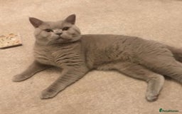 British Shorthair cats for stud: STUD ONLY in Huddersfield - Image 4