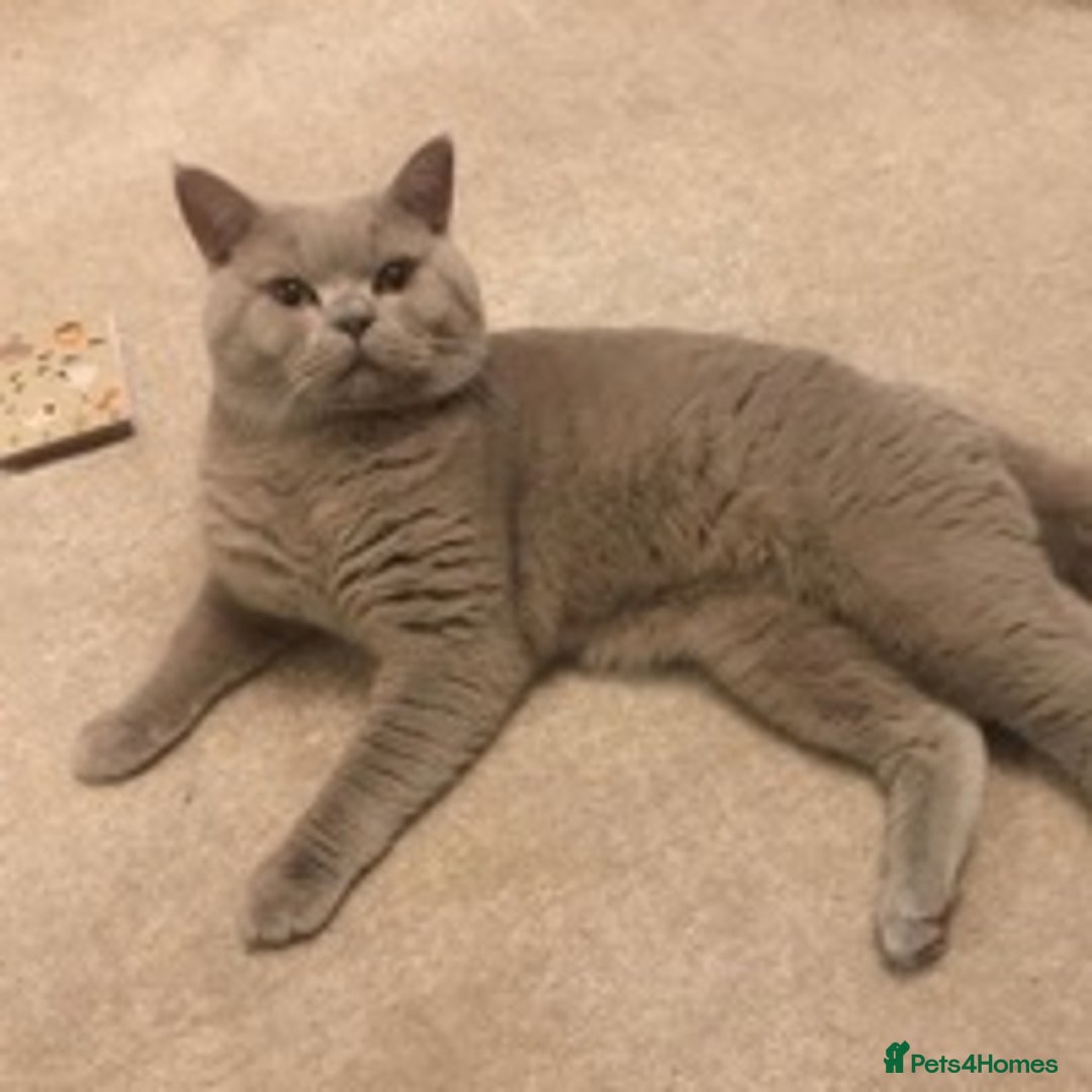 British Shorthair cats for stud: STUD ONLY in Huddersfield - Image 4