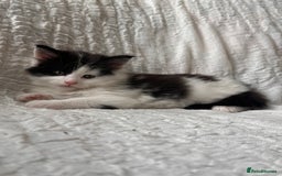Maine Coon cats for sale: GORGEOUS MAINE COON KITTENS - Image 32