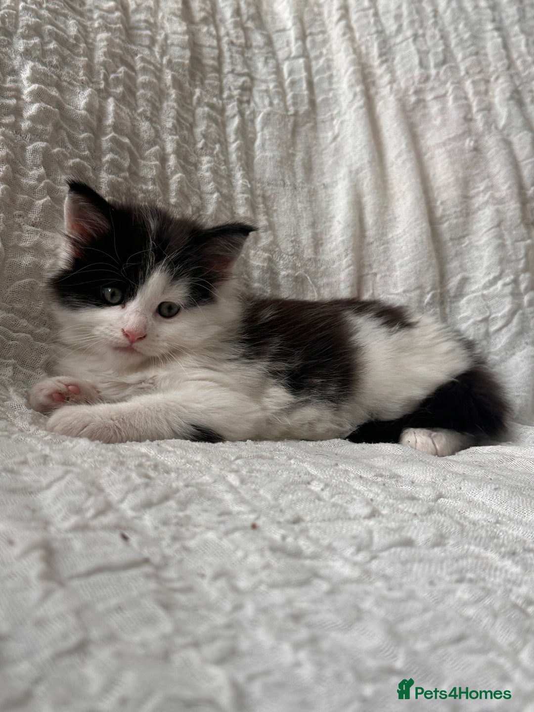 Maine Coon cats for sale: GORGEOUS MAINE COON KITTENS - Image 32