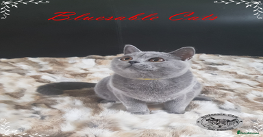 British Shorthair cats in Gainsborough - Advert 12