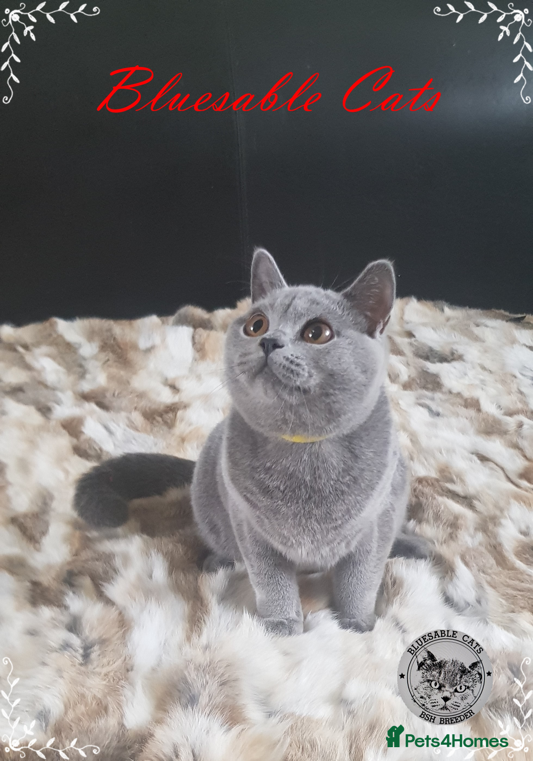 British Shorthair cats for sale: Championship BSH kittens GCCF reg. ACTIVE !     in Gainsborough - Image 3