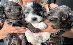 Cockapoo dogs for sale: Unique Rare Merle F1B Cockapoo Puppies - Image 1