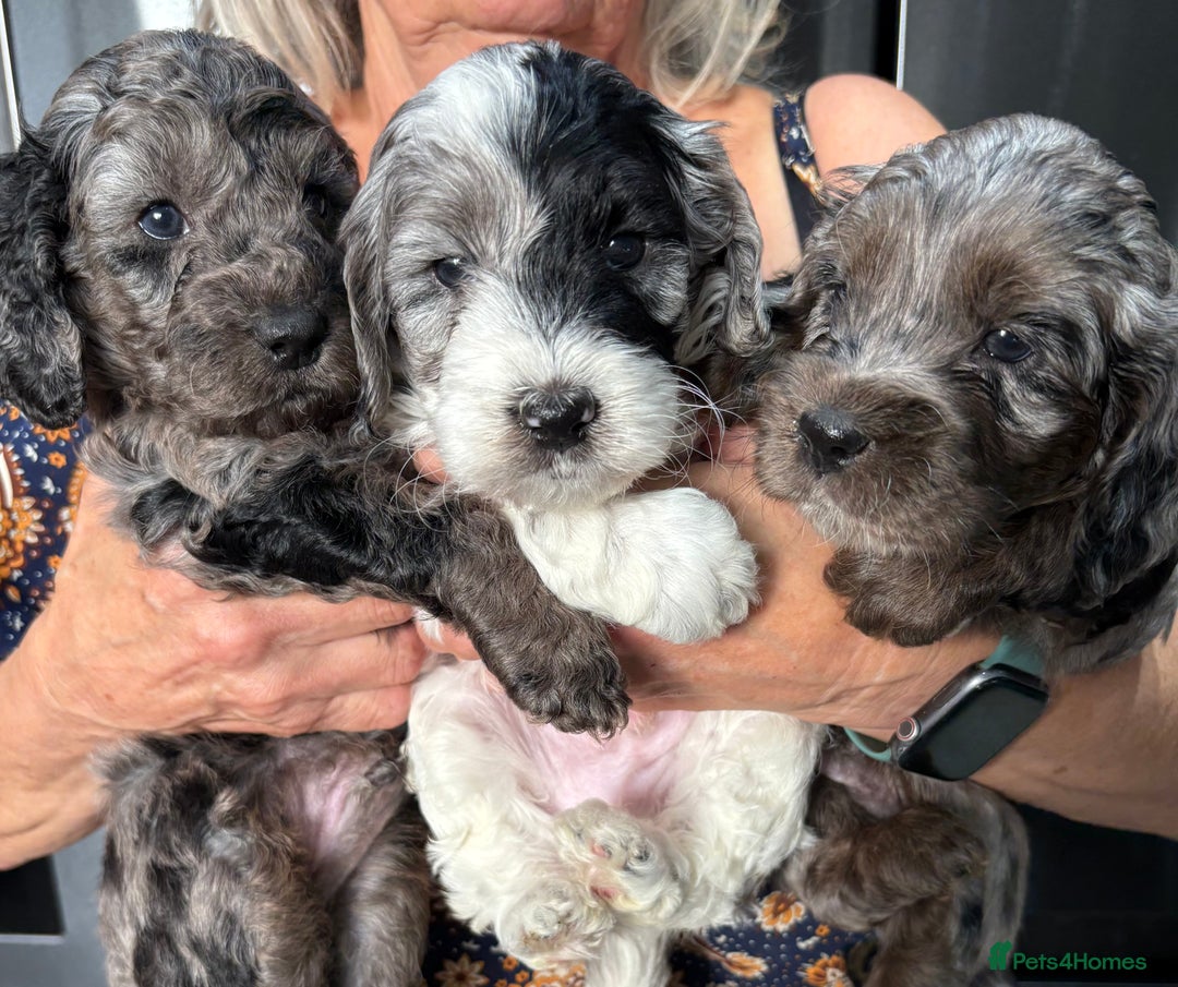 Cockapoo dogs for sale: Unique Rare Merle F1B Cockapoo Puppies - Image 1