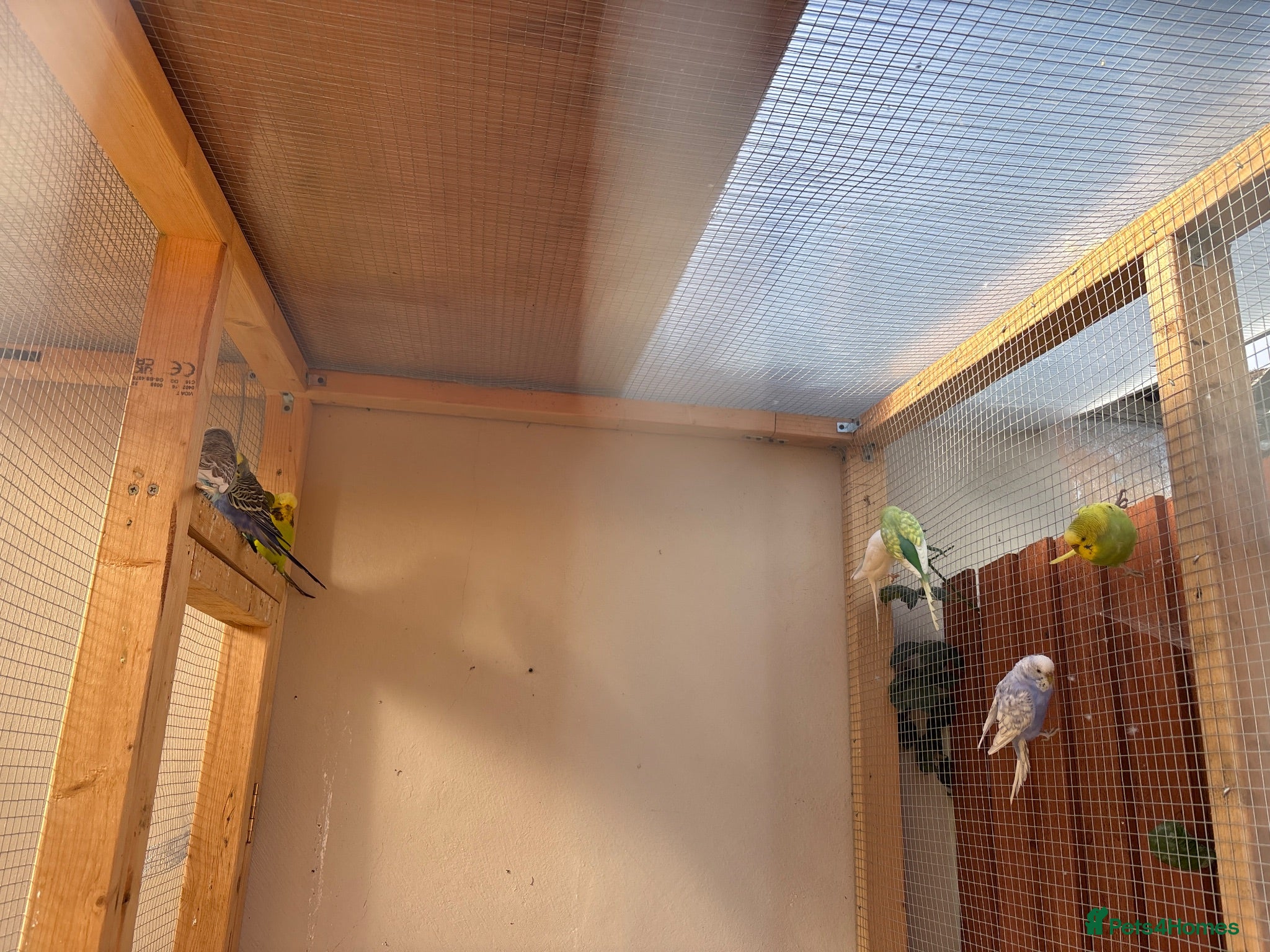 Budgerigars birds budgies  - Advert 1
