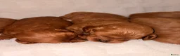 Cavapoo dogs for sale: 5⭐️ toy cavapoo puppy’s  - Advert 7