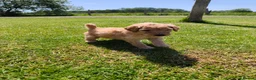 Labradoodle dogs for sale: 🐾 Beautiful Red Labradoodle Puppies – 5 Boys  🐾 - Advert 11