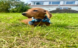 Miniature Dachshund dogs for sale: BEAUTIFUL KC REG & PRA CLEAR MINIS - 0% inbreeding - Image 12
