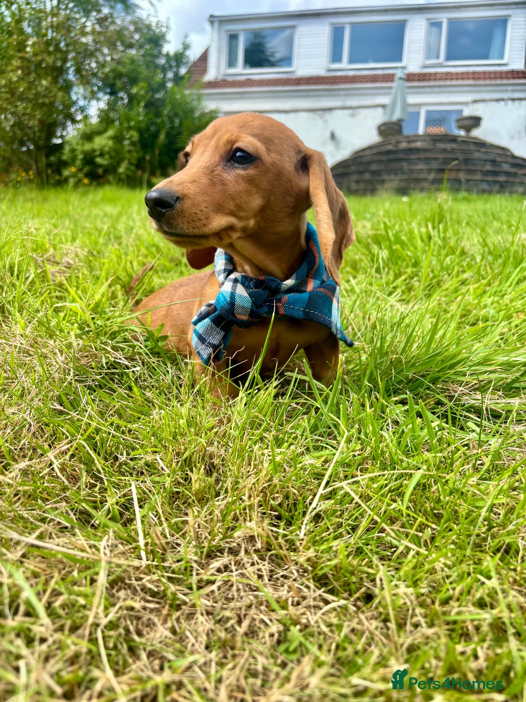 Miniature Dachshund dogs for sale: BEAUTIFUL KC REG & PRA CLEAR MINIS - 0% inbreeding - Image 12