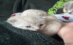 Bengal cats for sale: REDUCED Snow BengalS 1 REMAINING FEMALES REDUCED in Hook - Image 12