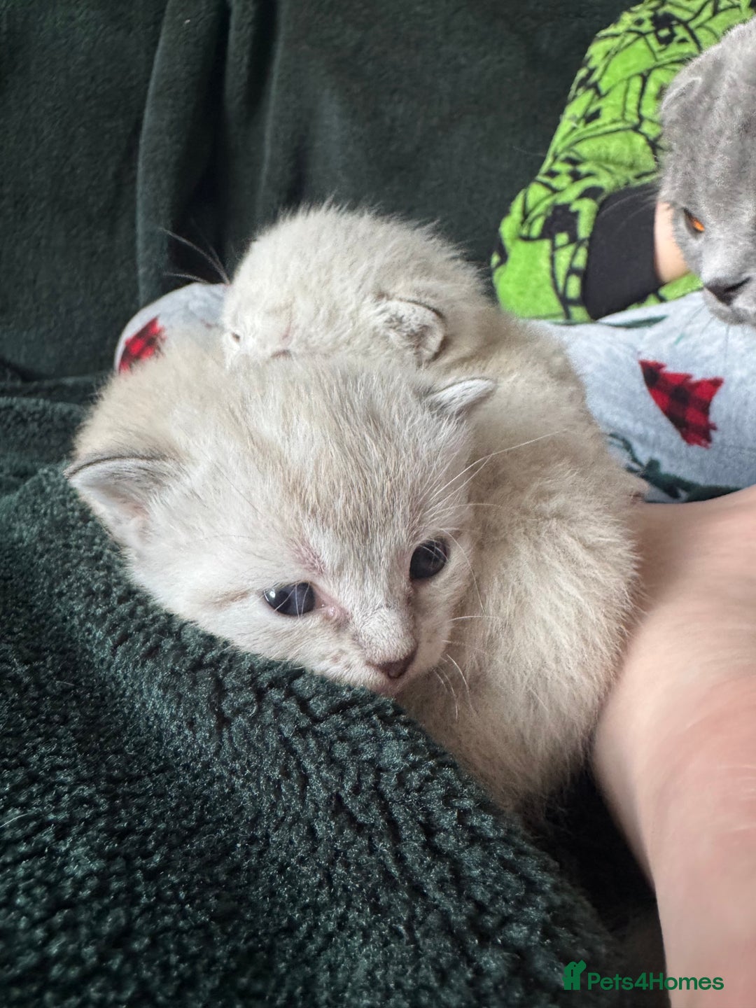 Bengal cats for sale: REDUCED Snow BengalS 1 REMAINING FEMALES REDUCED in Hook - Image 12