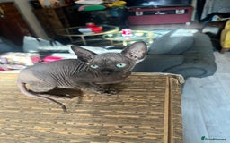 Sphynx cats for sale: Chocolate Canadian Sphynx boy - Advert 6