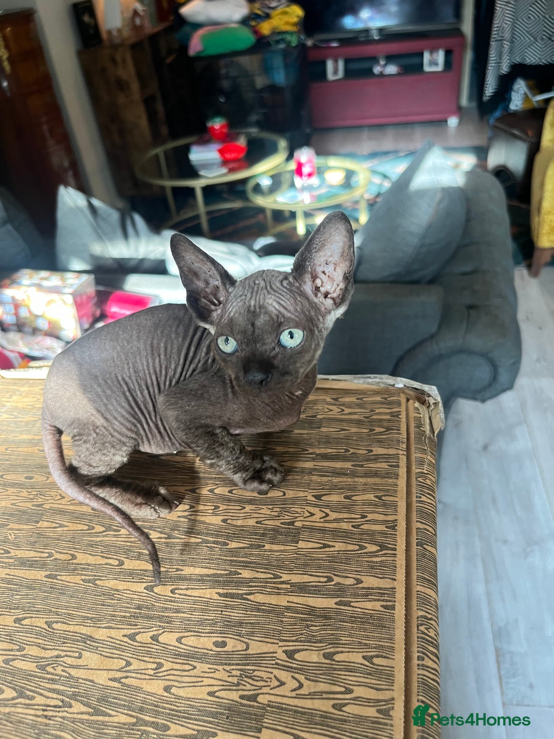 Sphynx cats for sale: Chocolate Canadian Sphynx boy - Advert 6