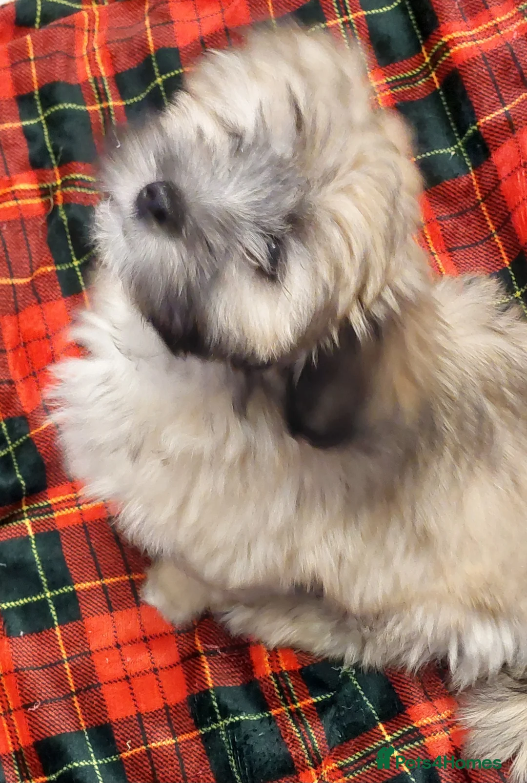 Lhasa Apso dogs for sale: KC REG LHASA APSO PUPS(1 boy left  pale blue) - Advert 2