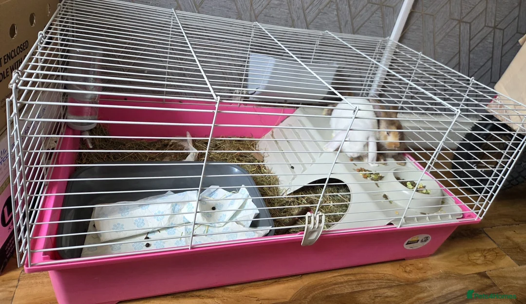 Mixed Breed rabbits for sale: Rabbits with cage  in Leeds - Advert 2