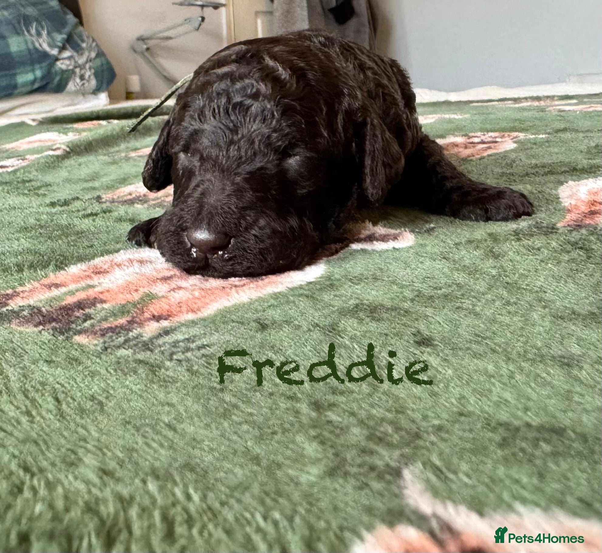 Standard Poodle dogs Show line standard poodles  - Advert 17