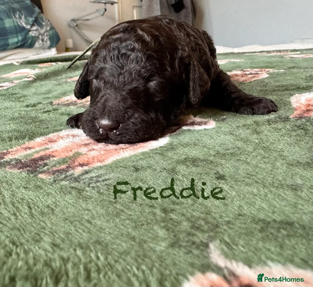 Standard Poodle dogs for sale: Show line standard poodles  - Advert 1