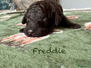 Standard Poodle dogs Show line standard poodles - Advert 17