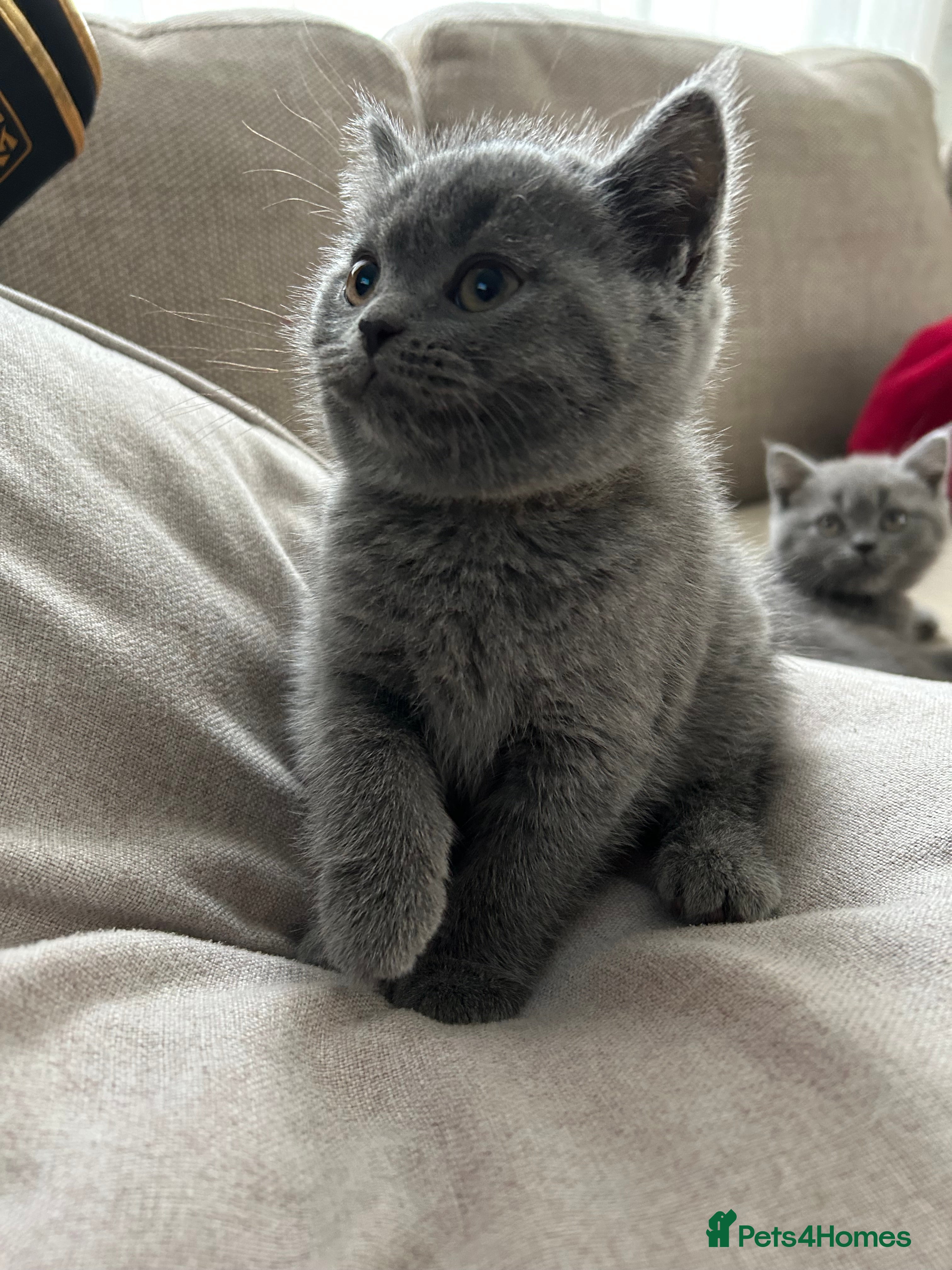 British Shorthair cats Beautiful British shorthair kittens - Advert 4