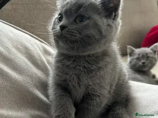 British Shorthair cats Beautiful British shorthair kittens - Advert 4
