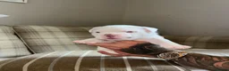 American Bully dogs for sale: 🐾 POCKET BULLY PUPPIES 🐾  in Nottingham - Advert 9