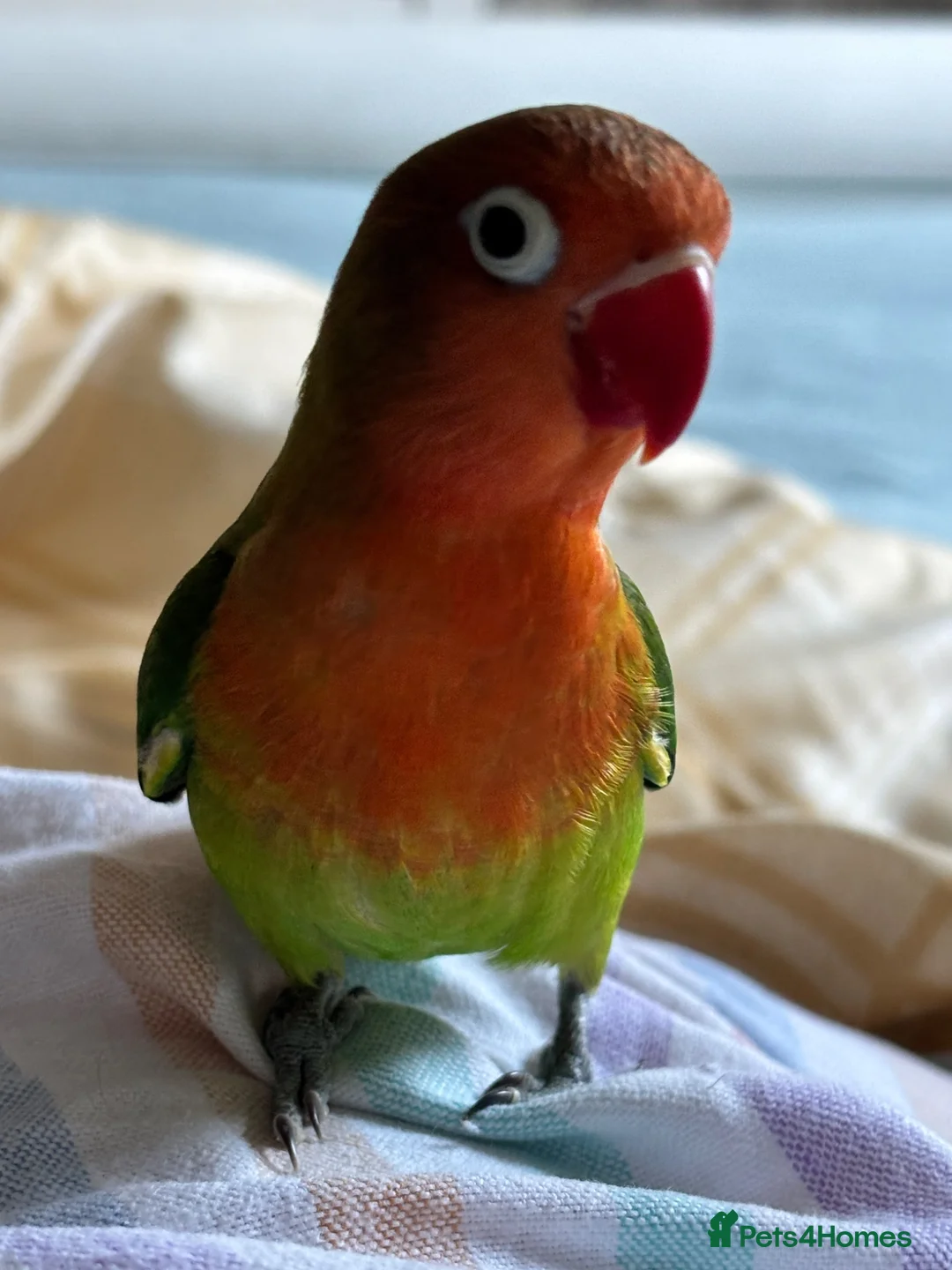 Lovebirds birds for sale: Two beautiful baby Lovebirds - Advert 1