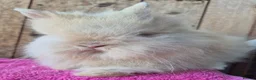 Lionhead rabbits for sale: Pure bred lion head boys.  - Advert 5