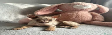Chihuahua 2