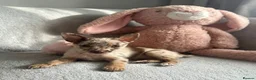 Chihuahua dogs for sale: Chihuahuas  - Advert 40