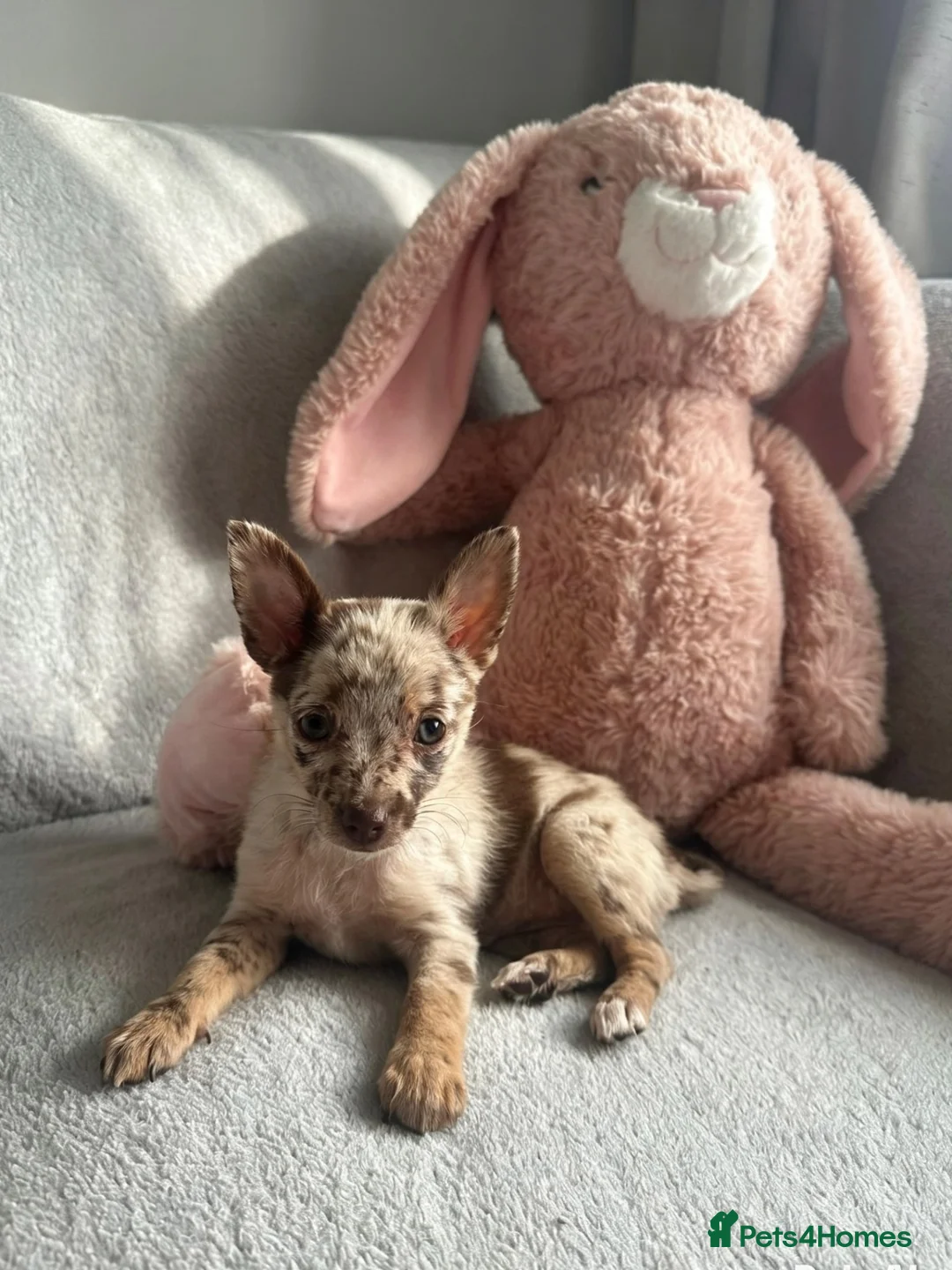 Chihuahua dogs for sale: Chihuahuas  - Advert 40