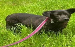 Mixed Breed dogs for adoption: Blossy - Norwich Norfolk  - Image 4