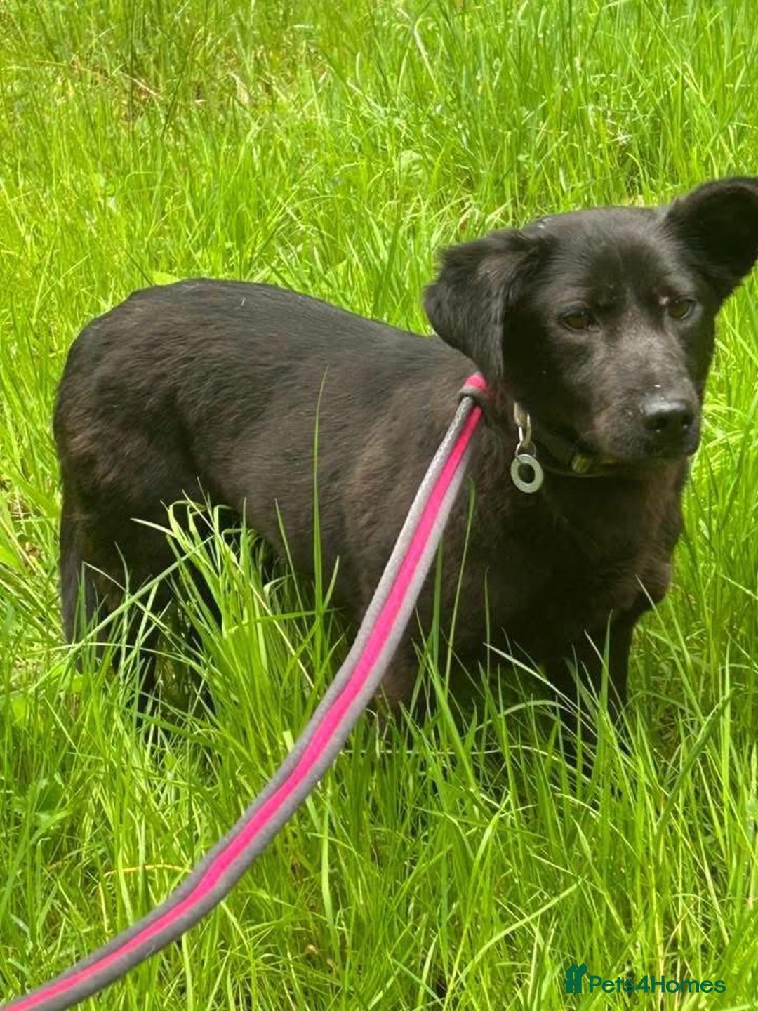 Mixed Breed dogs for adoption: Blossy - Norwich Norfolk  - Image 4