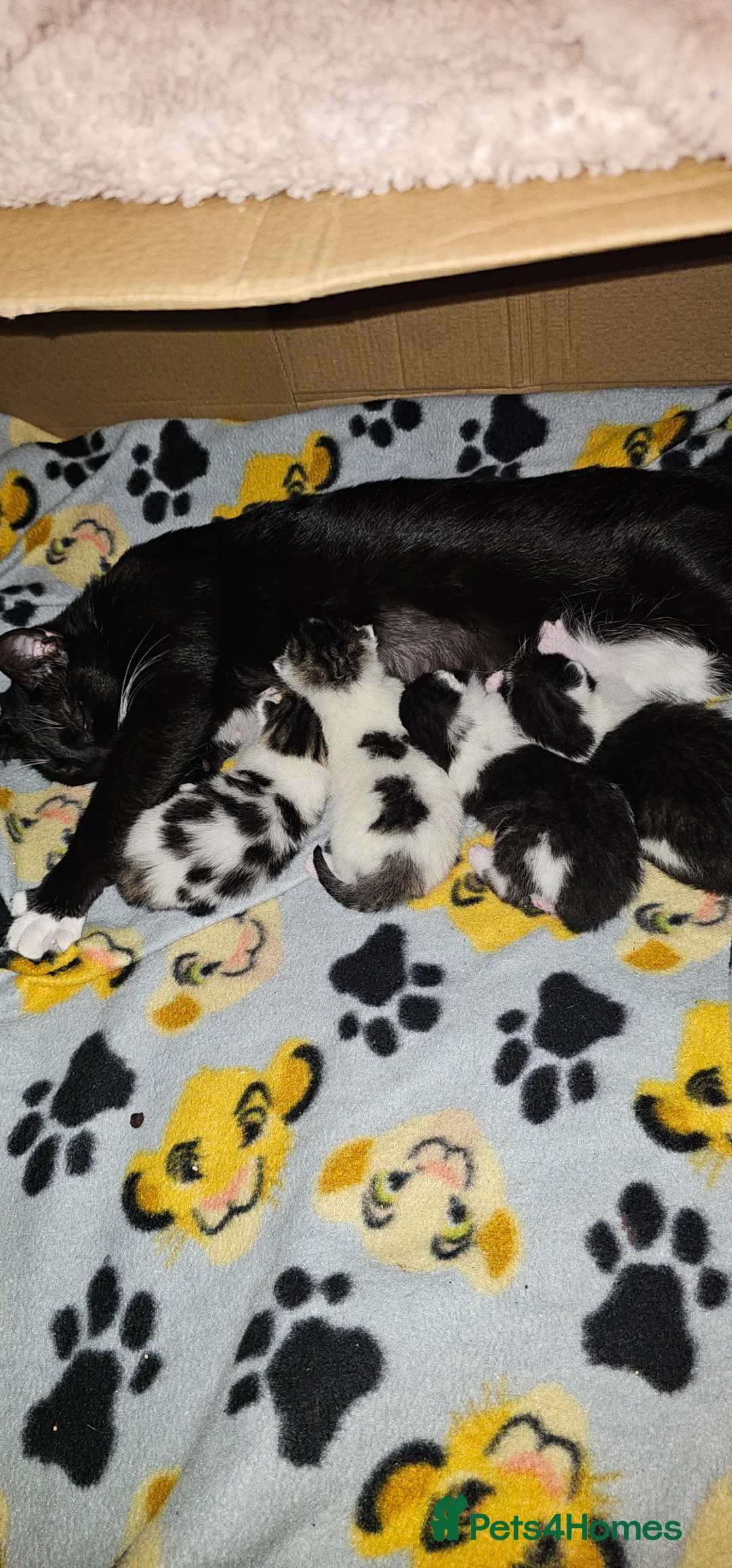 British Shorthair cats for sale: Beautiful kittens  - Advert 1