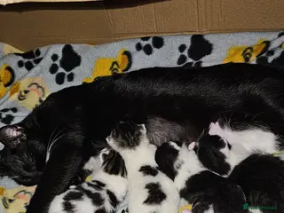 British Shorthair cats Beautiful kittens - Advert 1