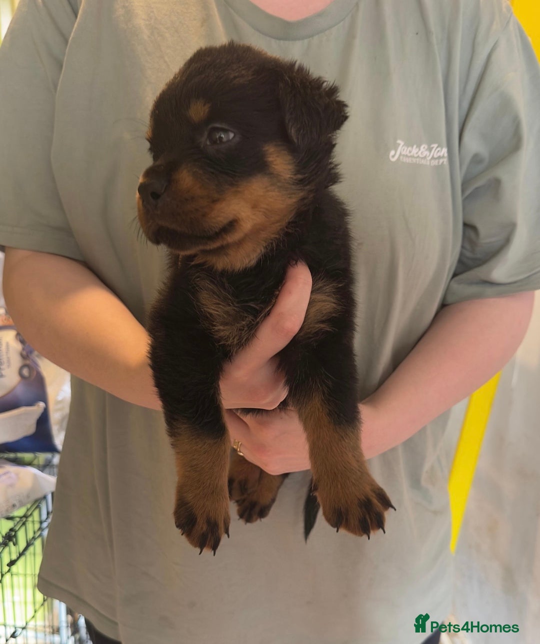 Rottweiler dogs for sale: CHUNKY PUREBREAD ROTTWEILERS  - Advert 1