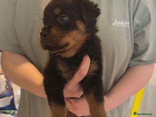 Rottweiler dogs 1 CHUNKY FEMALE LEFT purebred Rottweilers Pups - Advert 1