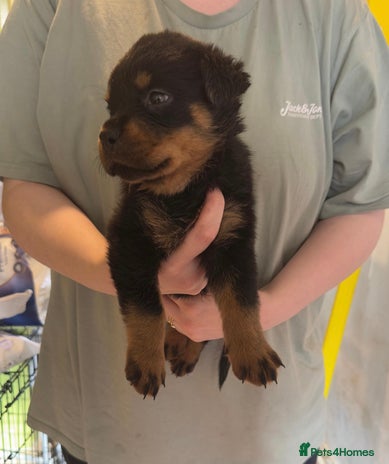 Rottweiler dogs *1 CHUNKY FEMALE LEFT, PINK* purebred Rottweiler - Advert 1