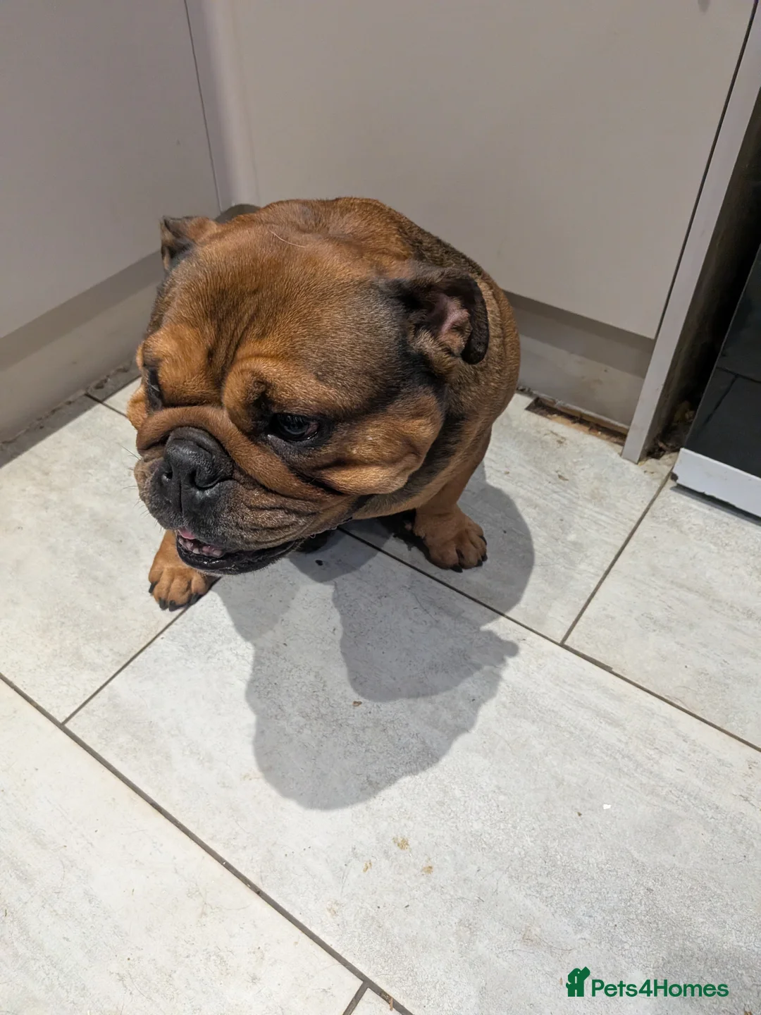 English Bulldog dogs for sale: Female miniture English bulldog - Advert 2